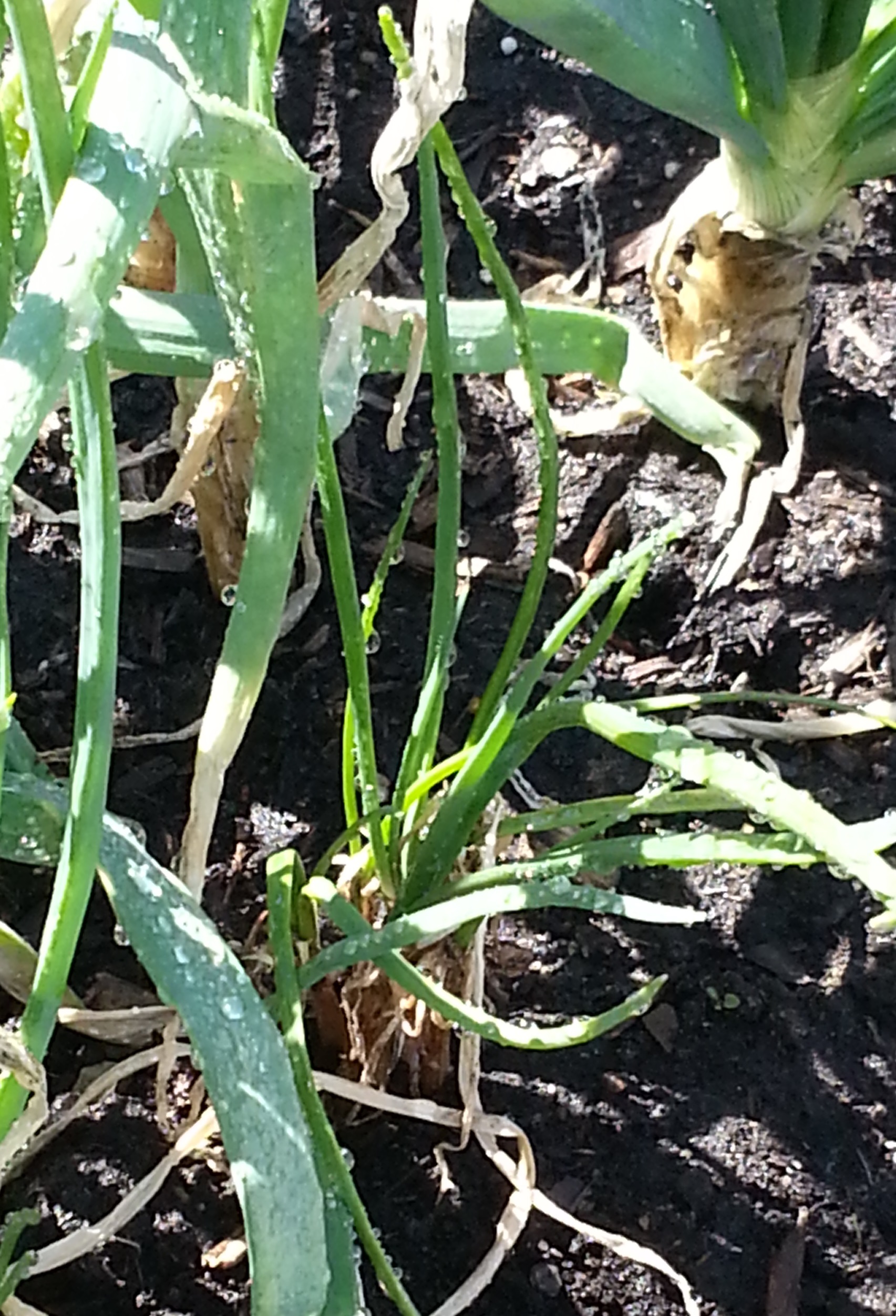 Grow Shallots for Sure! Crazy for Gardening