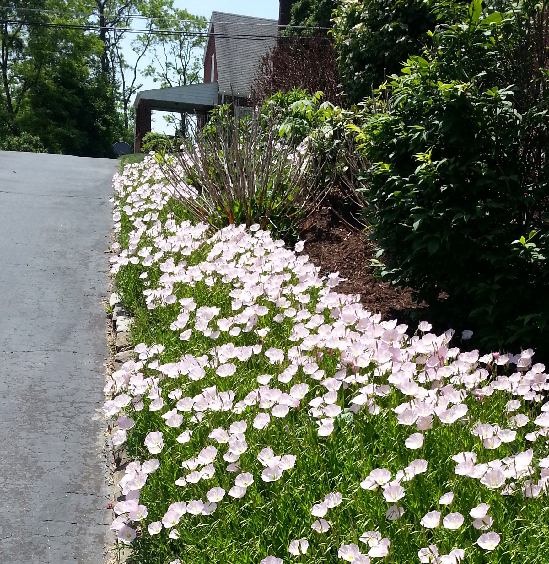 showy-pink-primrose-crazy-for-gardening