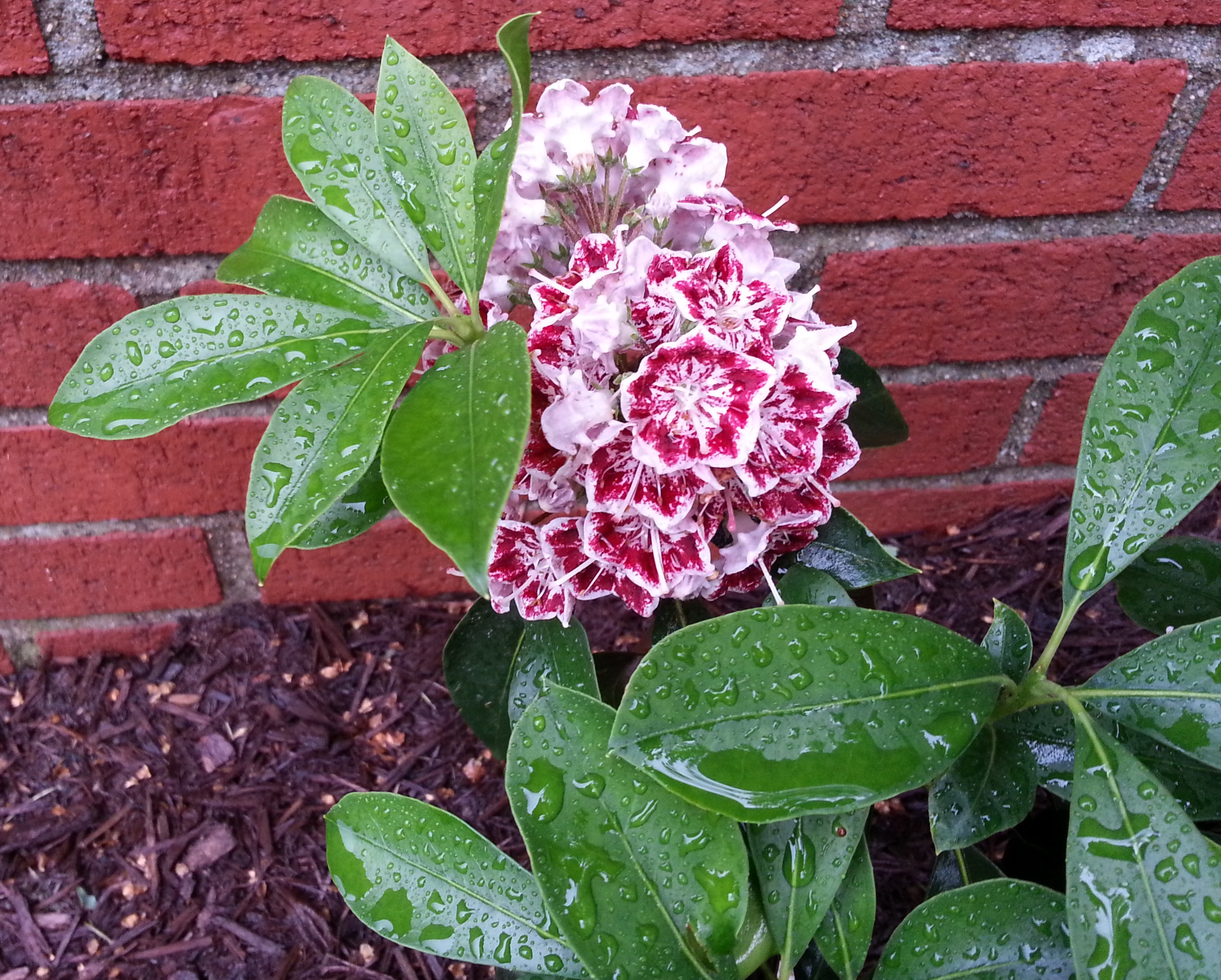 mountain-laurel-crazy-for-gardening