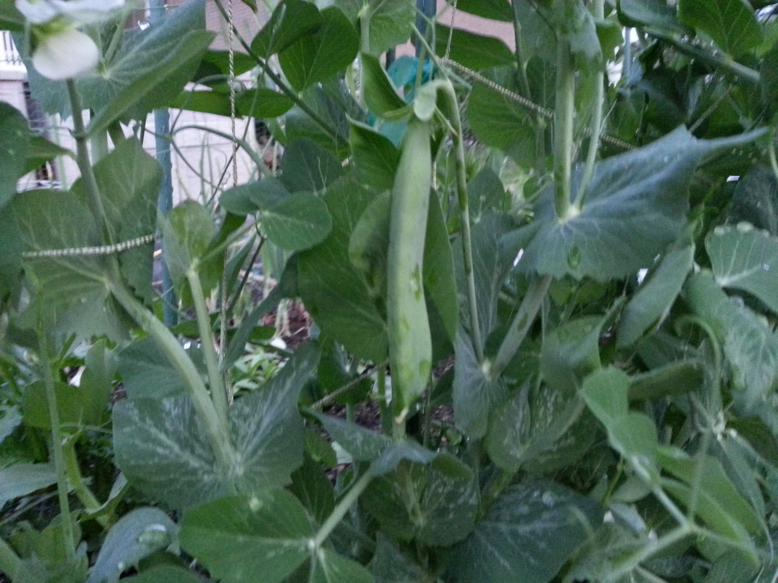 seed-ideas-for-peas-crazy-for-gardening