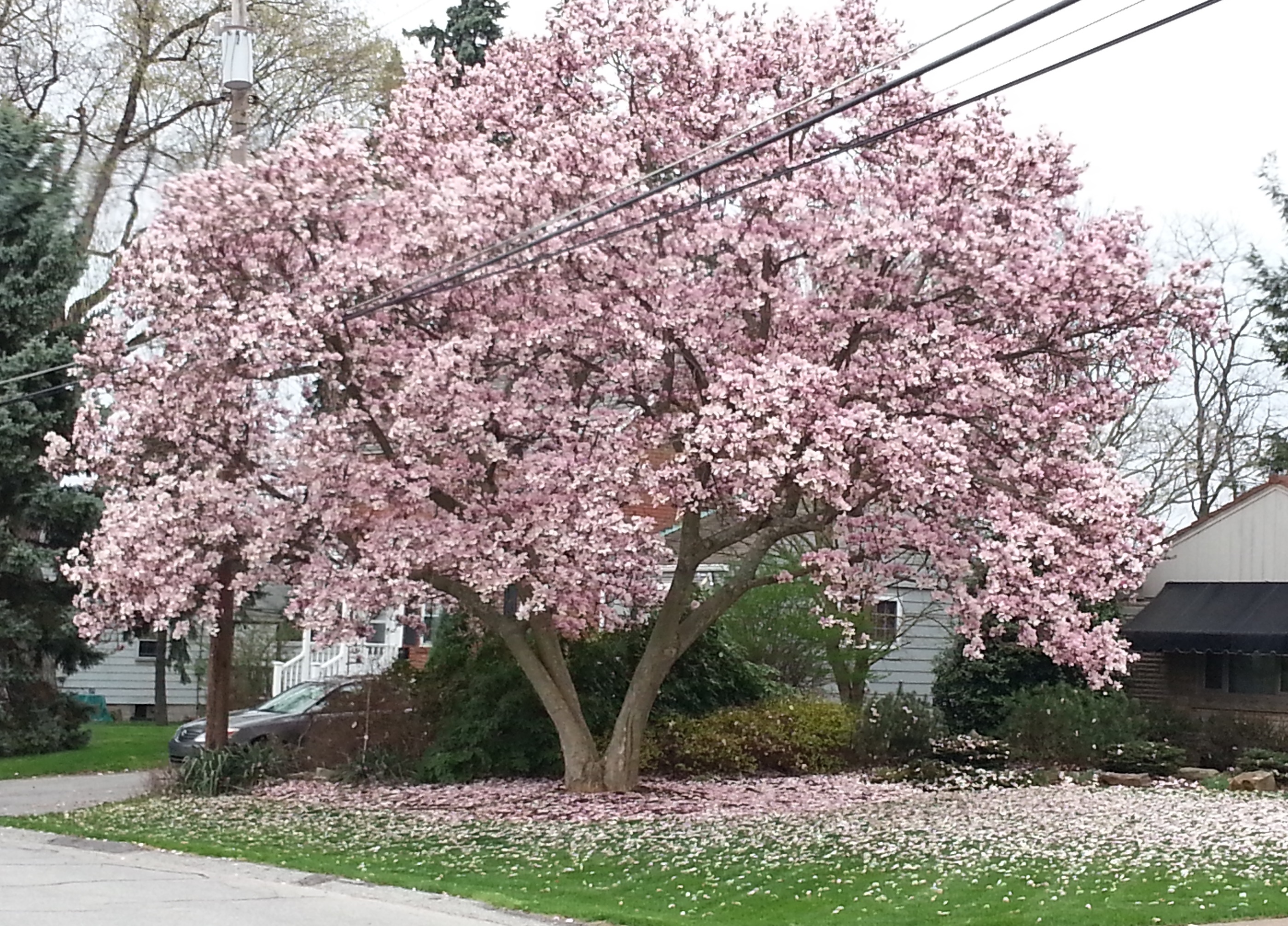 pink-magnolia-trees-crazy-for-gardening