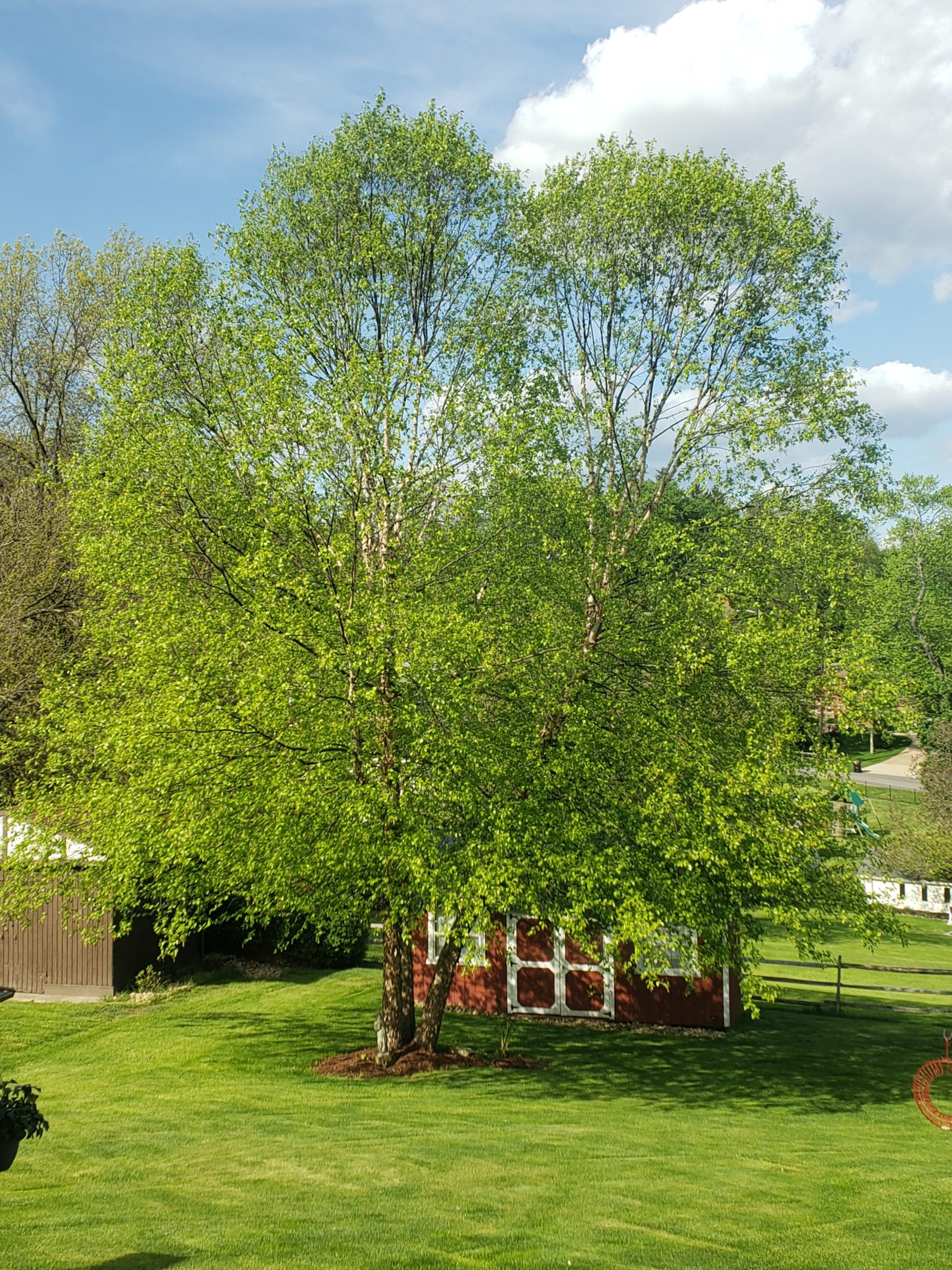 Heritage River Birch Trees Crazy For Gardening