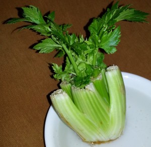 Growing Celery from Scraps