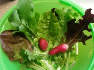 Lettuce & Radish