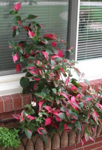 Alternanthera gets18 inches tall