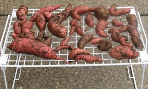 Harvested Sweet Potatoes