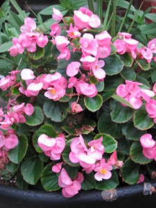 Pink Annual Begonia