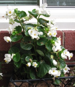 White Annual Begonia