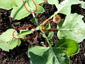 Cabbage Worms Circled in Red