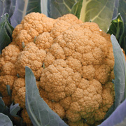 Orange Burst Cauliflower from Territorial Seed Company