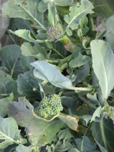 Broccoli Di Cicco