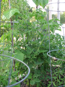 Bush or Indeterminate Tomato Plants