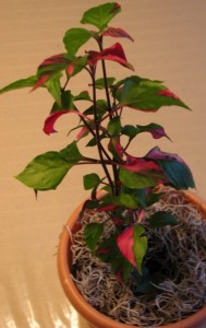Alternanthera Partytime Plant - rooted from a cutting