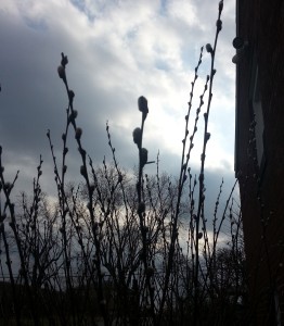 Pussy Willow Catkins at Dusk