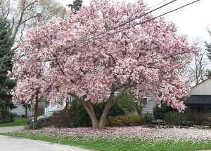 My Favorite Pink Magnolia Tree