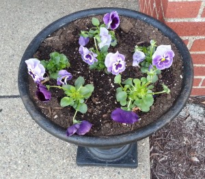 Pansies in a Planter