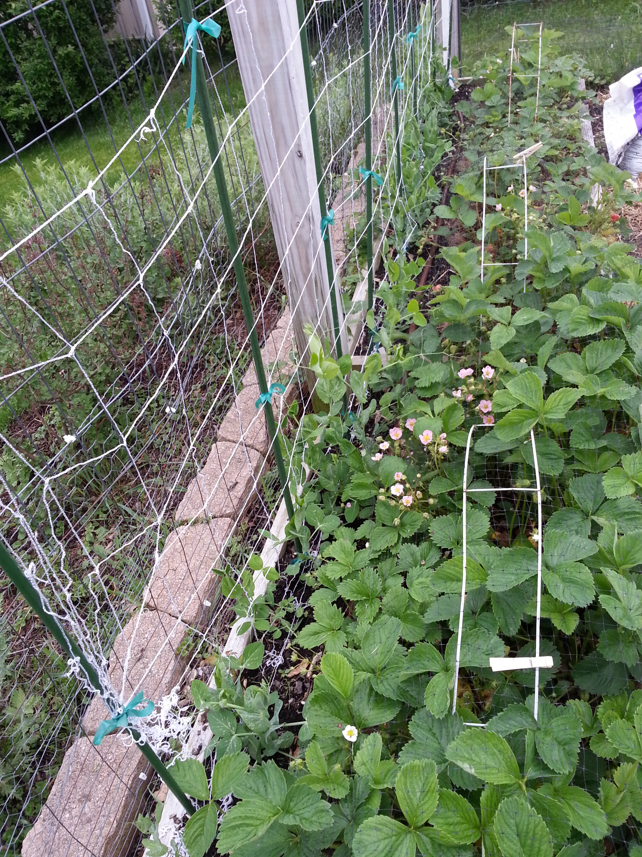 Image of Peas and strawberries companion planting