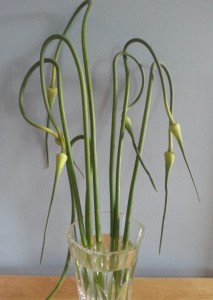 Garlic Scapes in Water