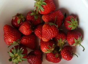 Bumper Crop of Strawberries