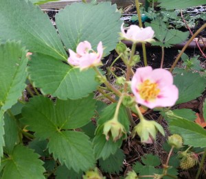 Lovely pink strawberry flowers 