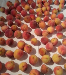 Lots of Peaches