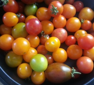 Harvested Cherry Tomatoes
