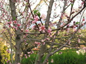 Peach Tree Blossoms