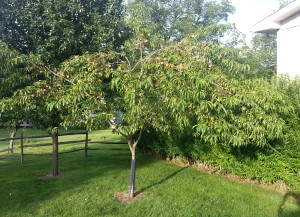 Reliance Peach Tree Bursting with Peaches