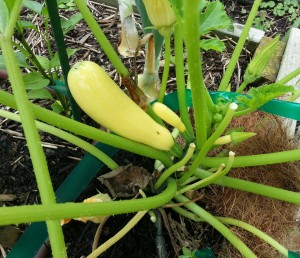 Yellow Summer Squash that is ready to be harvested.