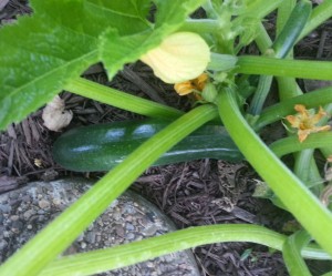 Zucchini that is ready to be harvested.