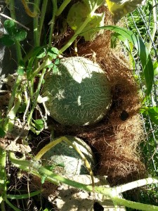 Cantaloupe that is still growing