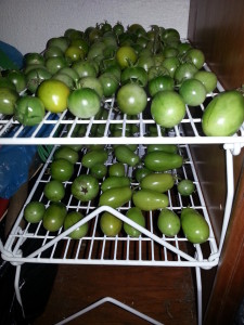 Ripening Tomatoes on Racks