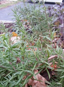 Rosemary in the Fall