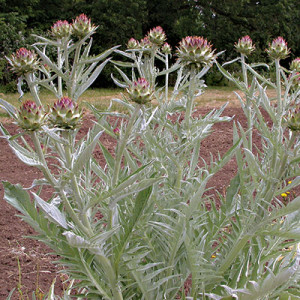 Cardoon Plant Picture from Territorial Seed Company