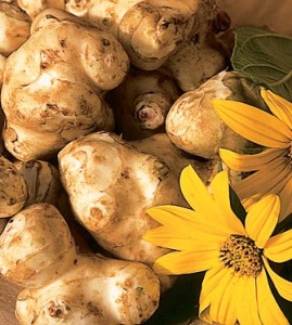 Photo of Jerusalem Artichoke Tubers and Flowers from Johnny's Selected Seeds