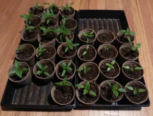 Assortment of Pepper Seedlings
