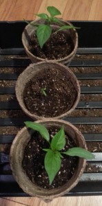 Recovering Cayenne Yellow Pepper after "surgery" (in the middle)
