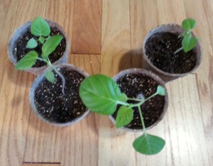Tomatillo Seedlings
