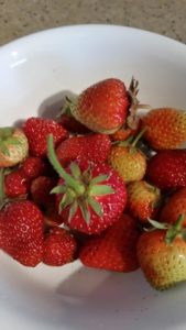 Harvested Strawberries