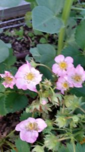 Strawberry Pink Blooms