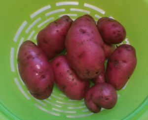All Red Potatoes