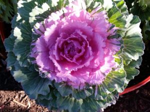 Flowering Pink Cabbage