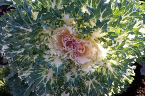 Creamy Ornamental Kale
