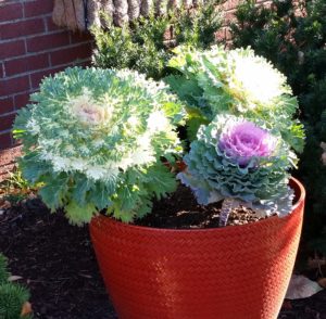 Container Gardening with Ornamental Kale