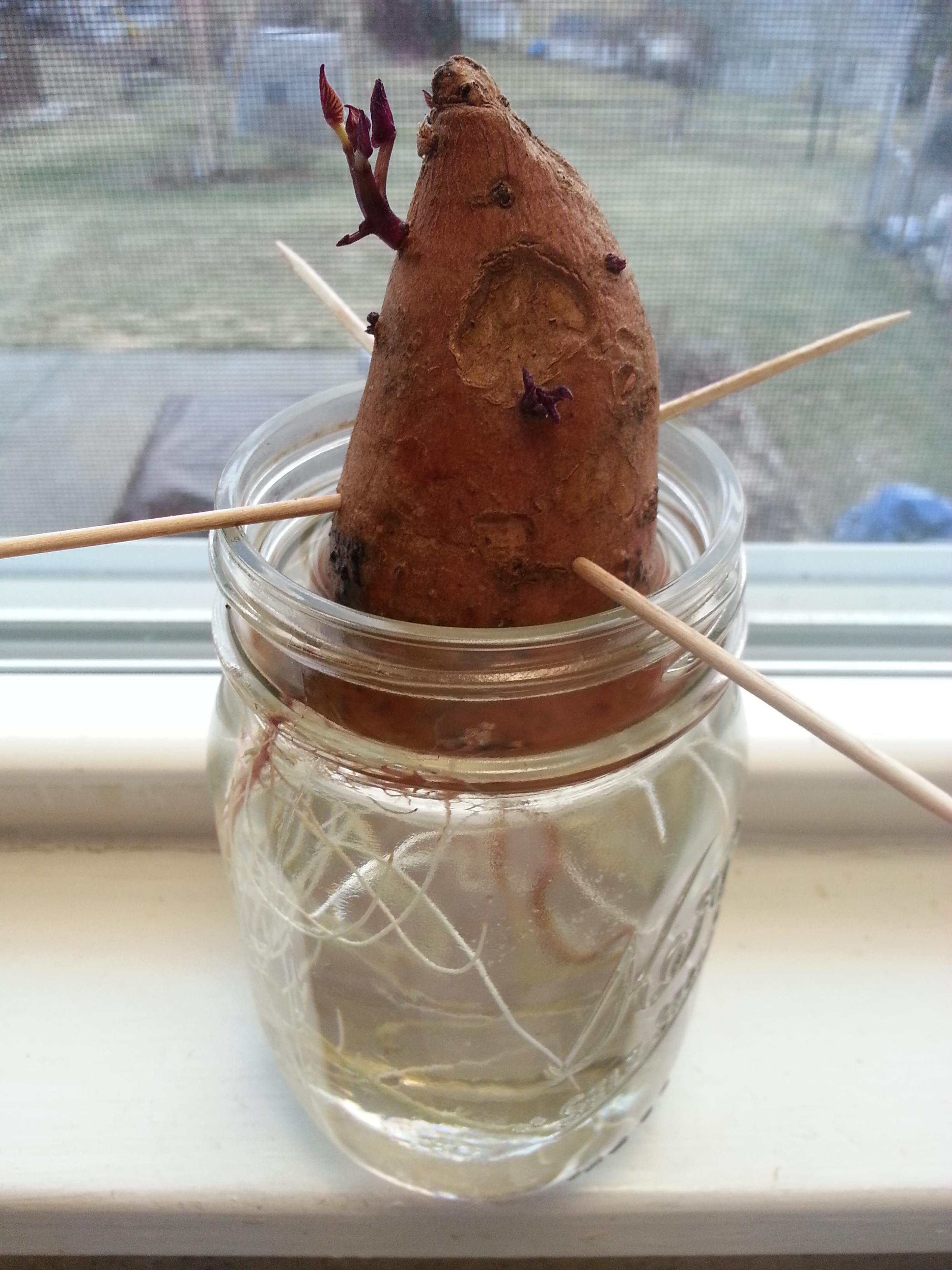 How to Grow Sweet Potato Slips Crazy for Gardening