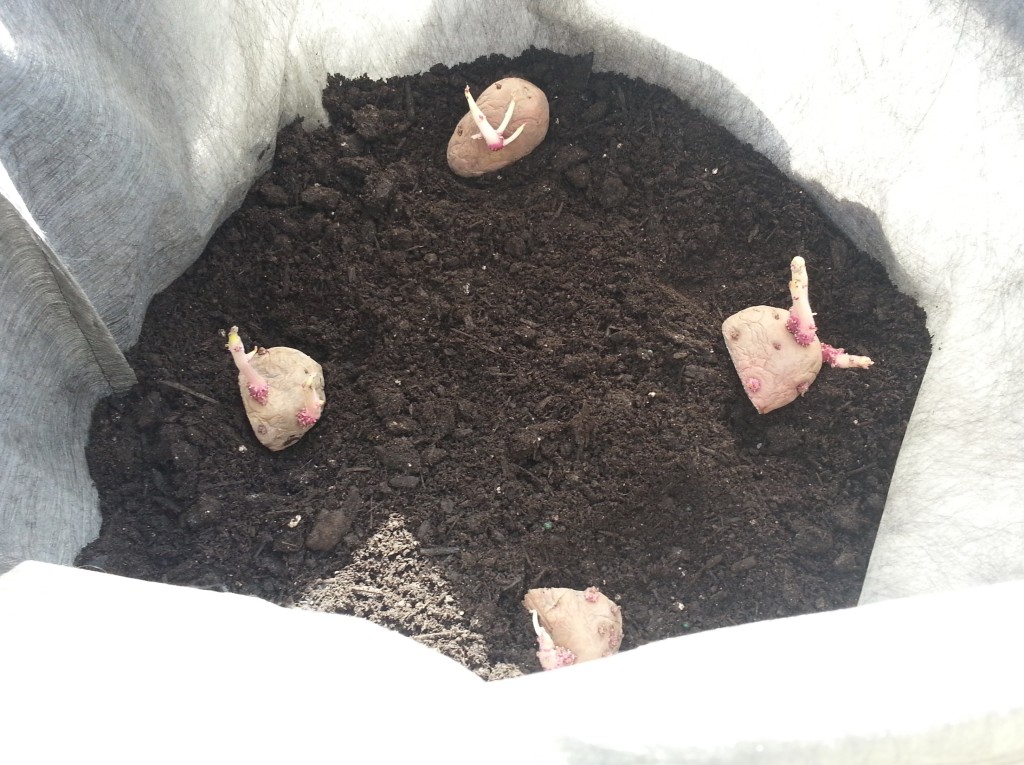 Planting Potatoes in a Grow Bag – Crazy for Gardening