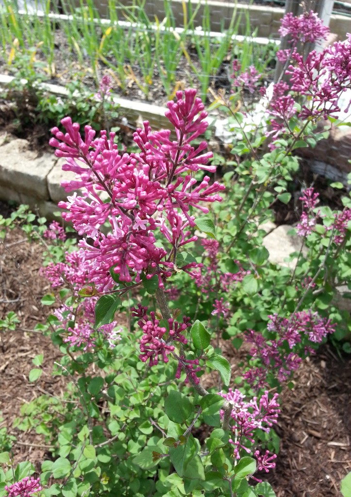 Reblooming Lilac – Crazy for Gardening