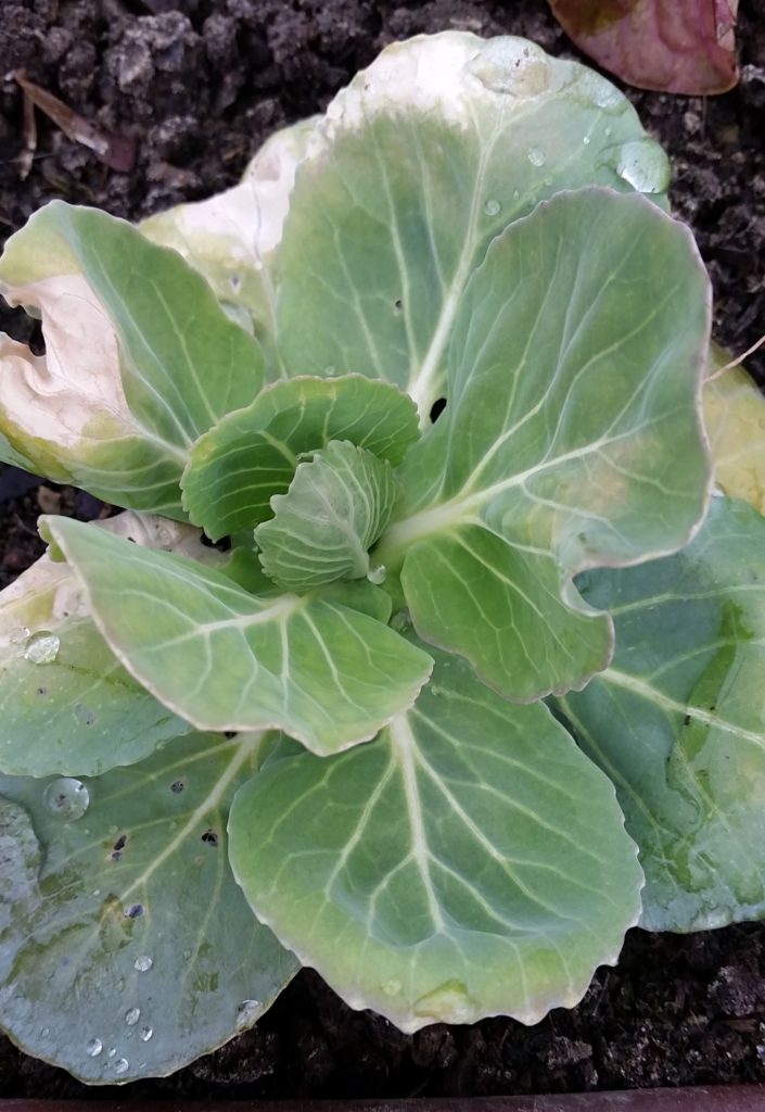 Seed Ideas for Cabbage – Crazy for Gardening