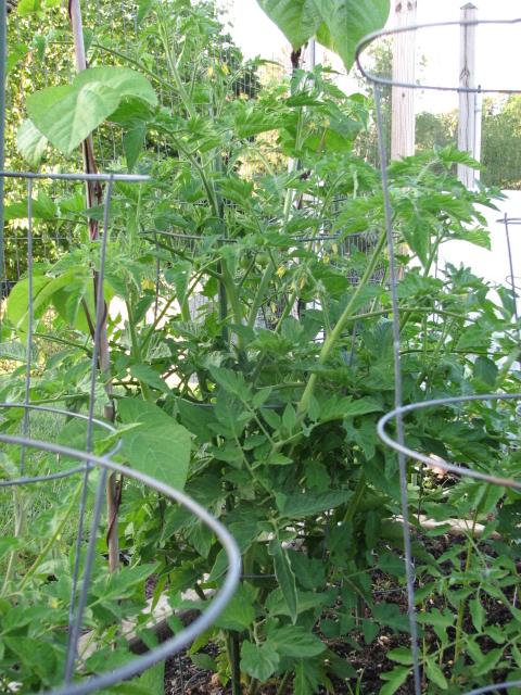 Seed Ideas for Bush Tomatoes – Crazy for Gardening