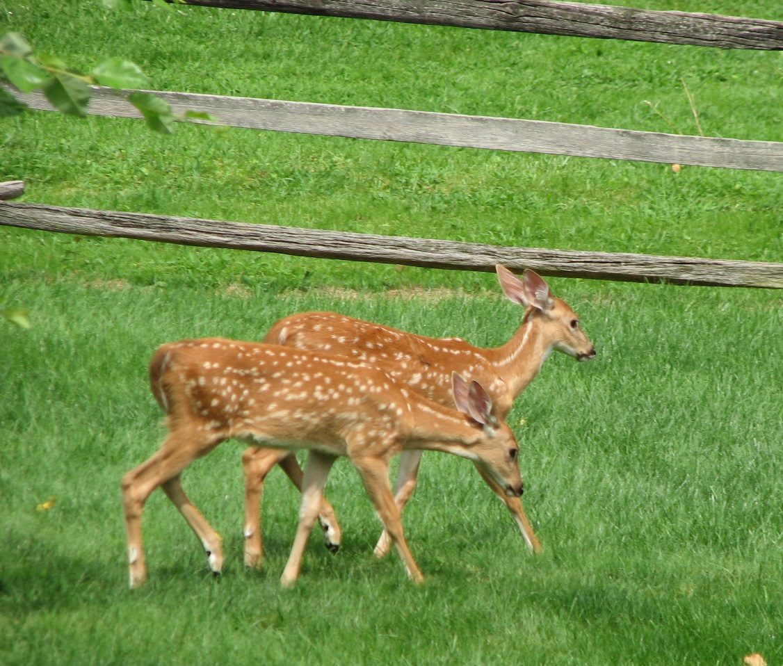 Deer and Rabbit Repellent – Crazy for Gardening